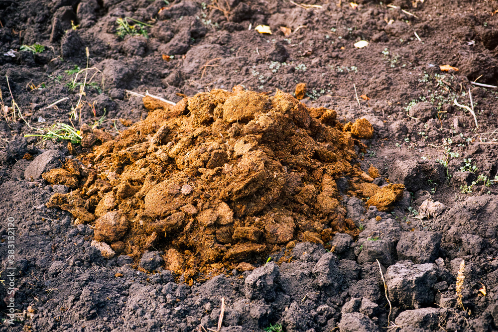 A pile of manure for fertilizing the field A pile of manure for fertilizing the field