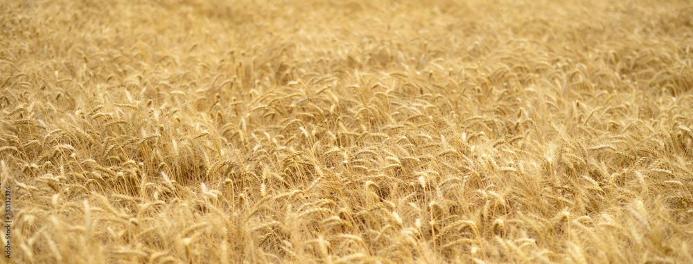 Fototapeta premium Ears of wheat.