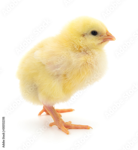 Small yellow chicken © olhastock