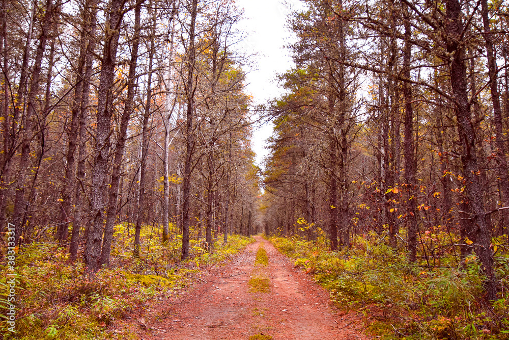 Fototapeta premium Footpath in the wild forest in Quebec, Canada