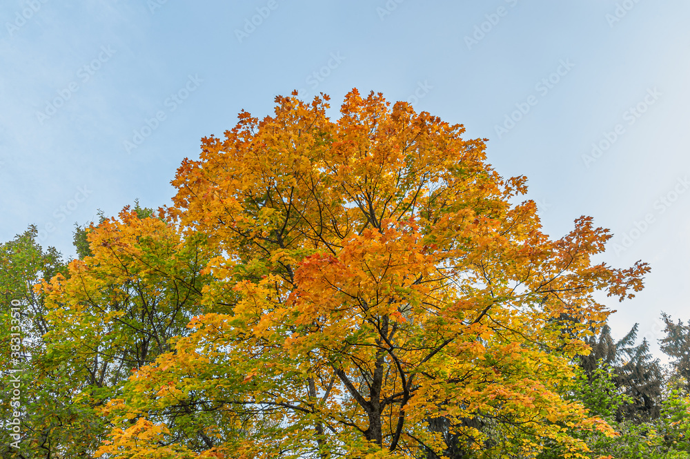 Fototapeta premium gold maple branches in autumn against a bright blue sky