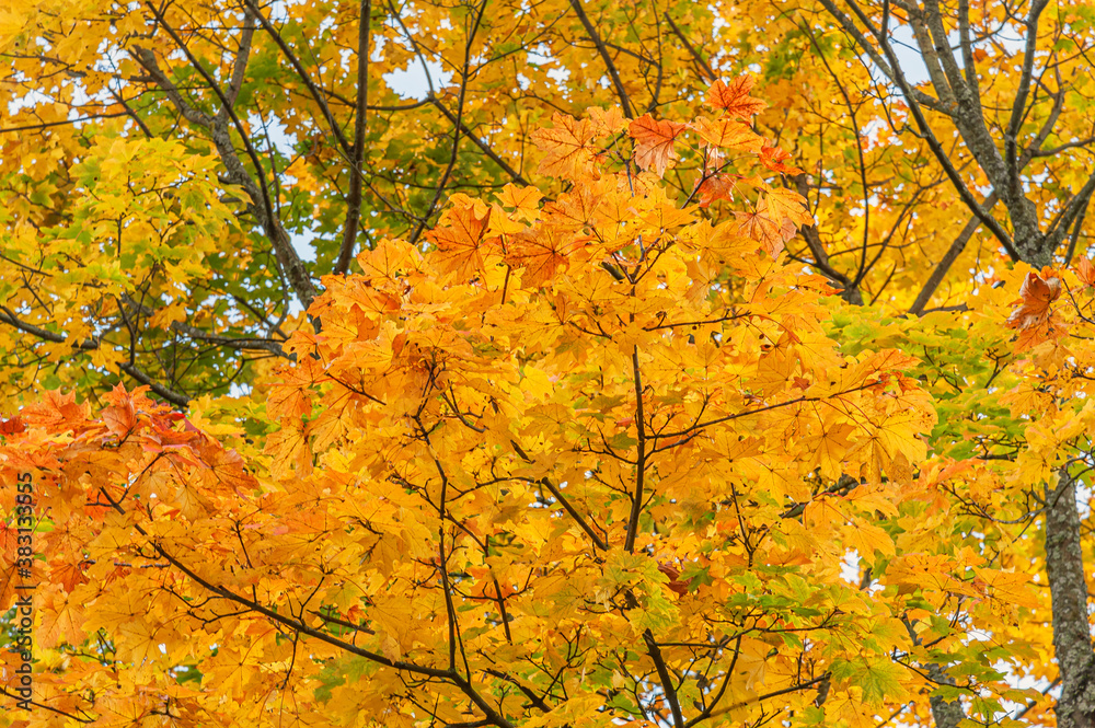 gold maple branches in autumn against a bright blue sky gold maple branches in autumn against a bright blue sky