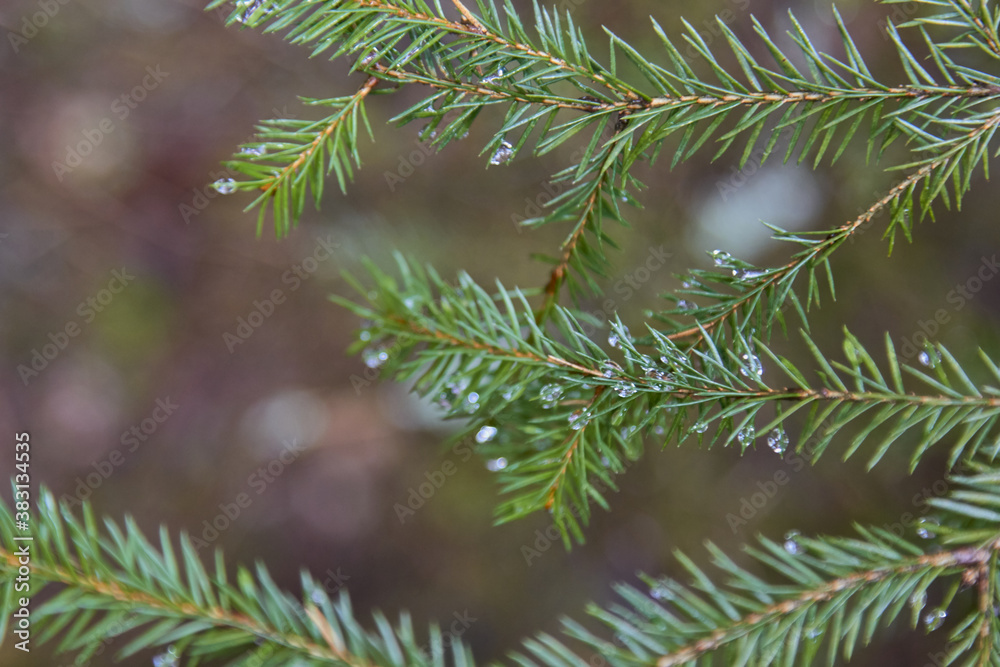 Fir-tree branches with rain drops and rays of sun
