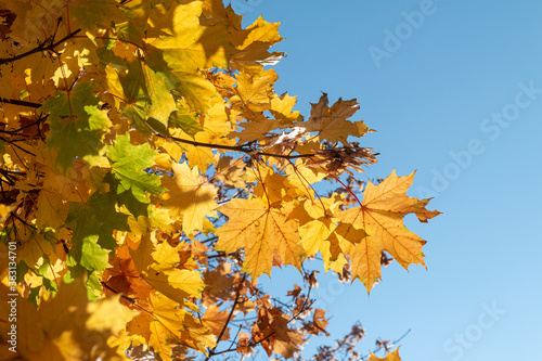 autumn leaves on a tree with natural backlight