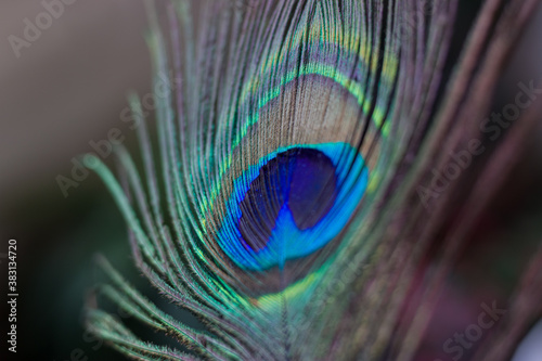 Colorful peacock feather captured with shallow depth of field