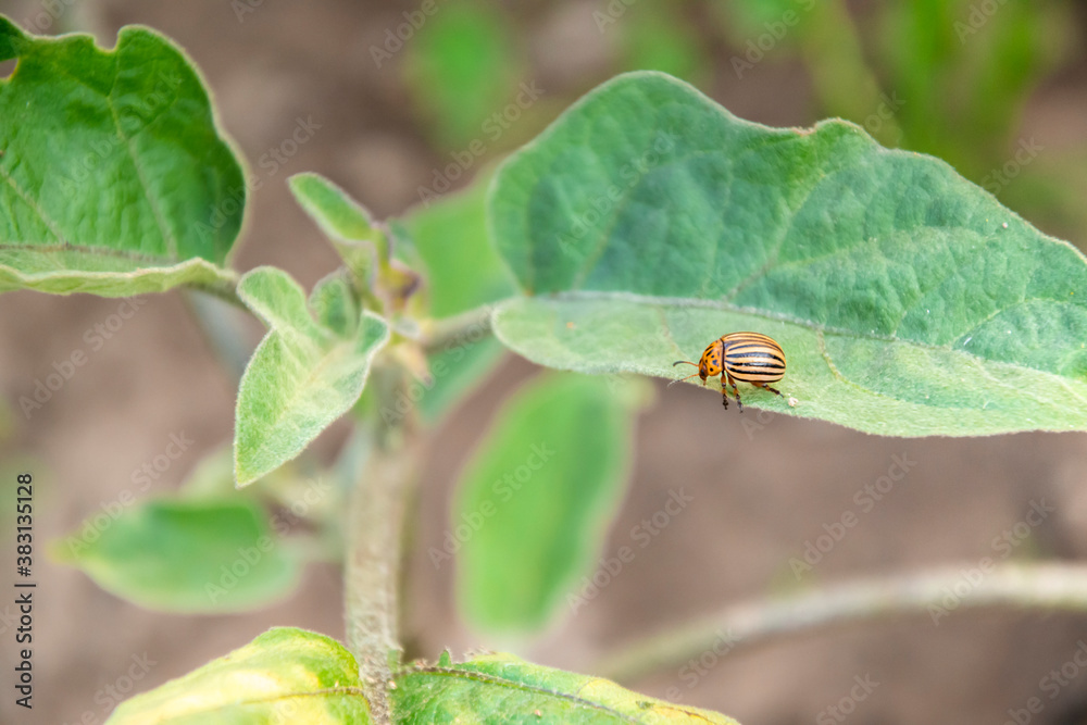 Macro photo of colorado beetle in the garden. Leptinotarsa Decemlineata Is A Serious Pest Of Potato. Insect parasite on an agricultural field. Picture of wallpaper with copy space for text. Macro photo of colorado beetle in the garden. Leptinotarsa Decemlineata Is A Serious Pest Of Potato. Insect parasite on an agricultural field. Picture of wallpaper with copy space for text.