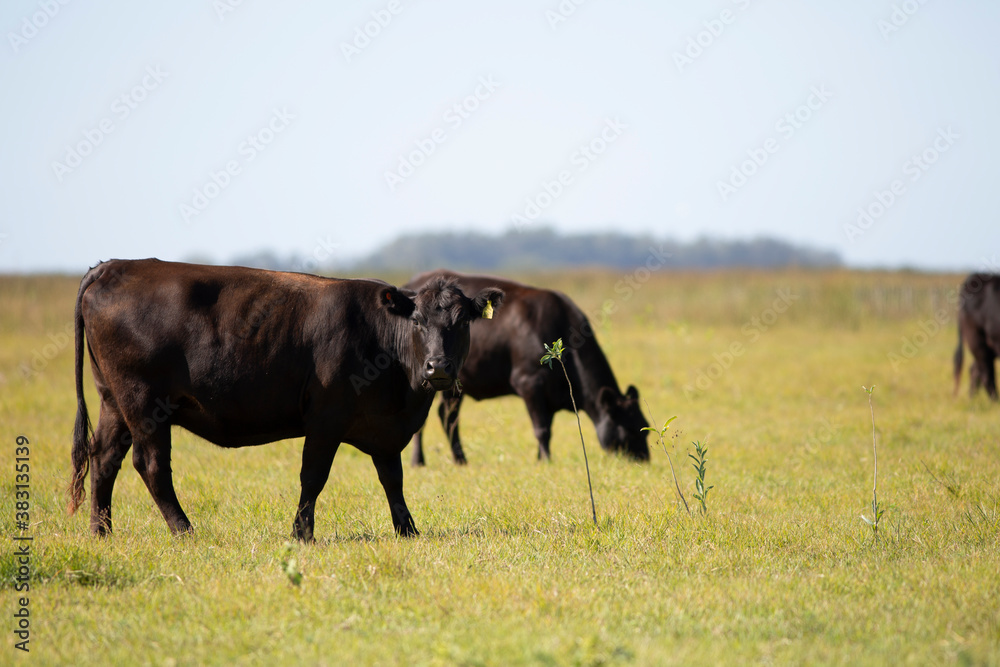 angus en el campo