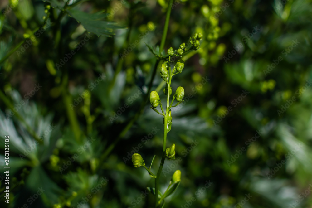 young immature green buds of blue purple aconite flowers, monkshood, wolfsbane on a bush, perennial in summer garden under sun light young immature green buds of blue purple aconite flowers, monkshood, wolfsbane on a bush, perennial in summer garden under sun light
