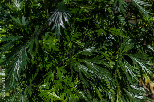 Fototapeta Naklejka Na Ścianę i Meble -  Shiny carved aconite leaves, monkshood, wolfsbane on a green bush, foliage perennial plant in summer garden in sun light