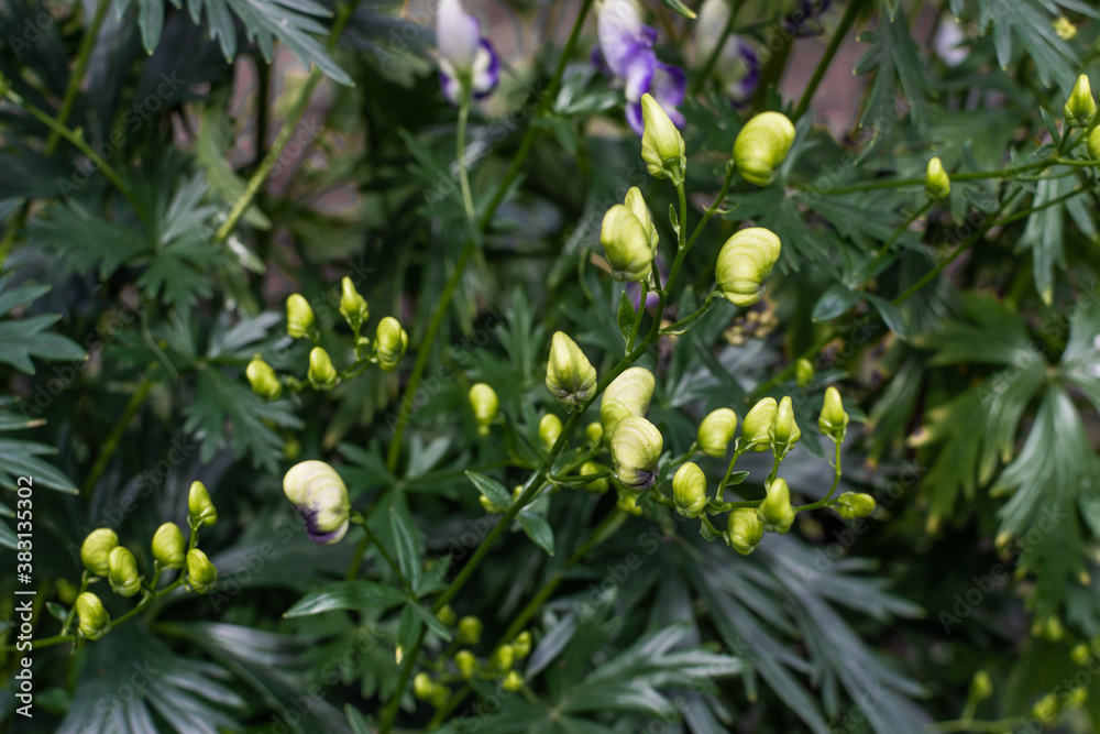 young immature yellow green buds of blue purple aconite flowers, monkshood, wolfsbane on a bush, perennial in summer garden young immature yellow green buds of blue purple aconite flowers, monkshood, wolfsbane on a bush, perennial in summer garden