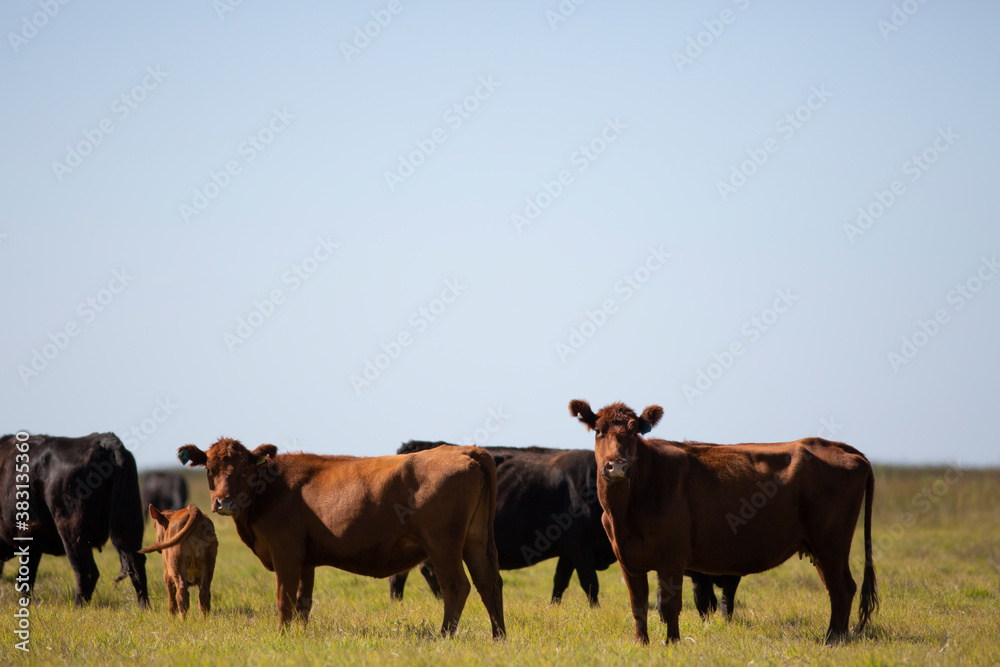 angus en el campo