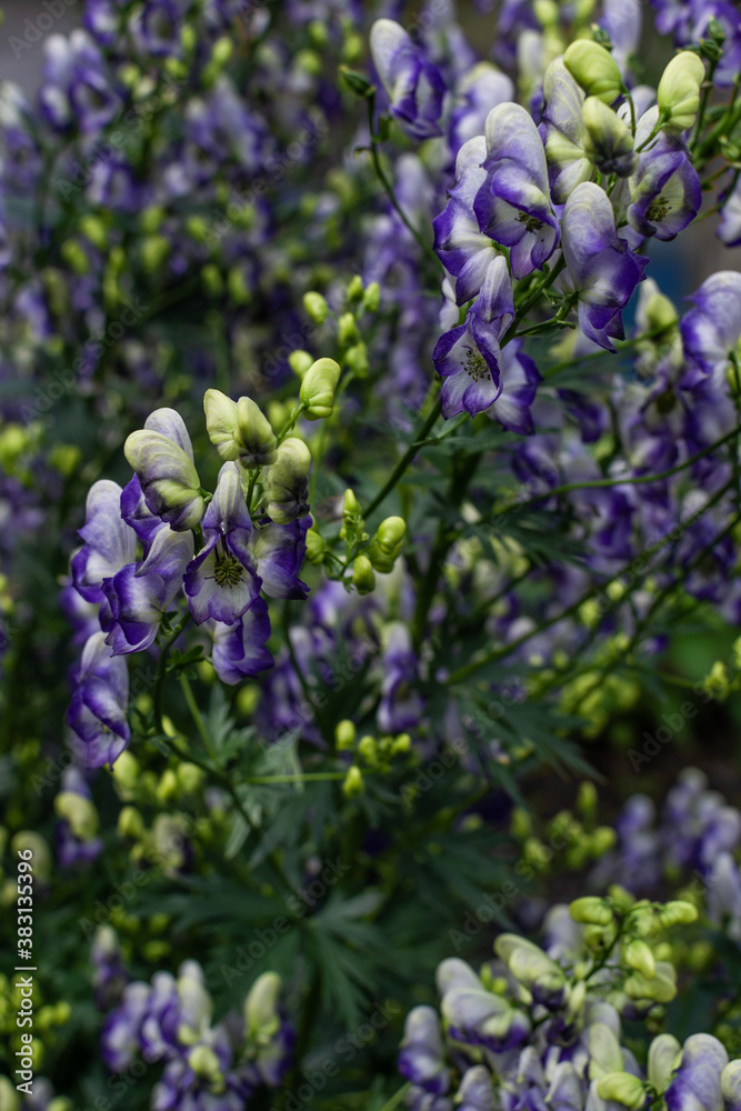 white blue purple monkshood, aconite flowers, wolfsbane on a green bush, perennial herb in summer garden, close-up