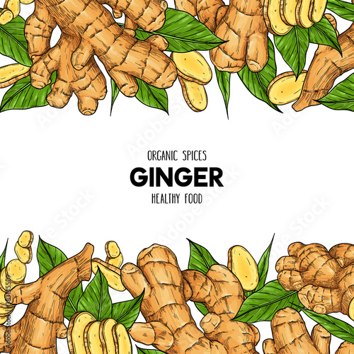 Vector hand drawn frame with organic ginger root, slices pieces and leaves