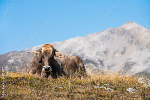 Cow on a pasture. Cow in the mountains. 