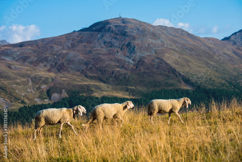 sheep in the mountains. Sheep on the meadow. Sheep in the country side. 