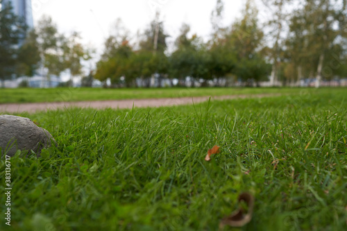 green grass in the Park in autumn before the beginning of autumn