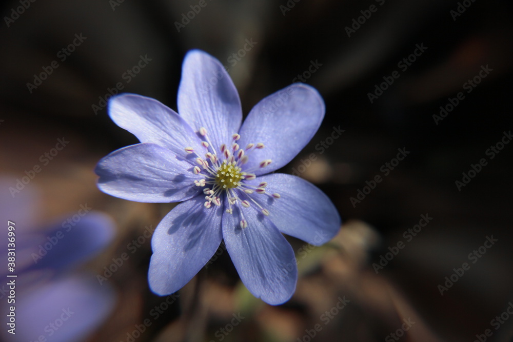 Blue flower on a free nature, toned blurred, background