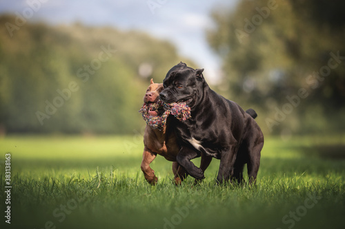 Female American Pit Bull Terrier and male Cane Corso Italiano playing with a knitted rope on green grass against the backdrop of a juicy summer landscape