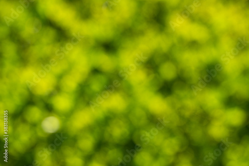 abstract green bokeh background