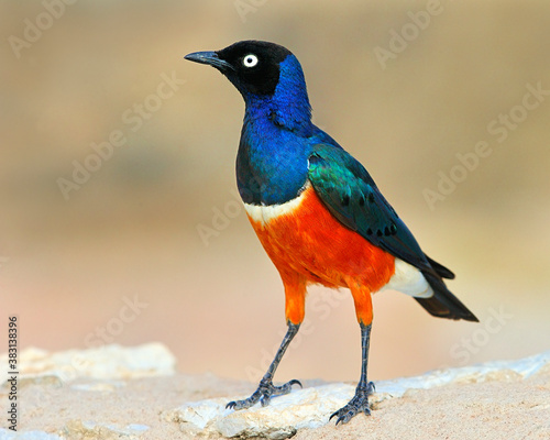 A Superb Starling stands on African ground looking for food - Kenya