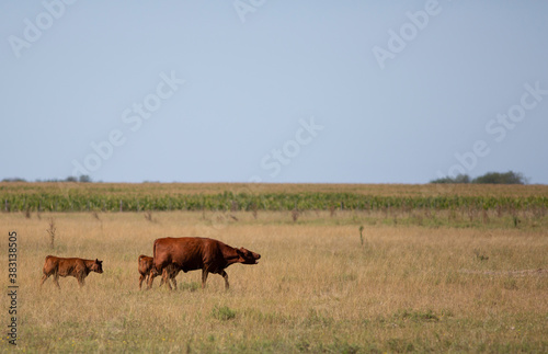 angus en el campo