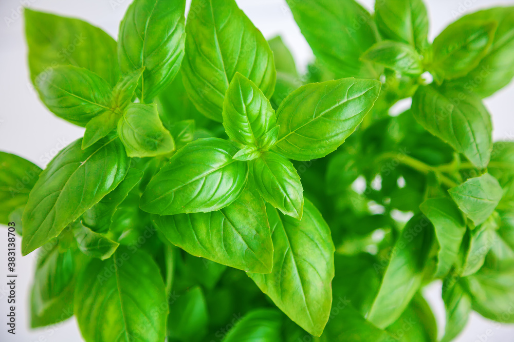fresh green basil leaves fresh green basil leaves