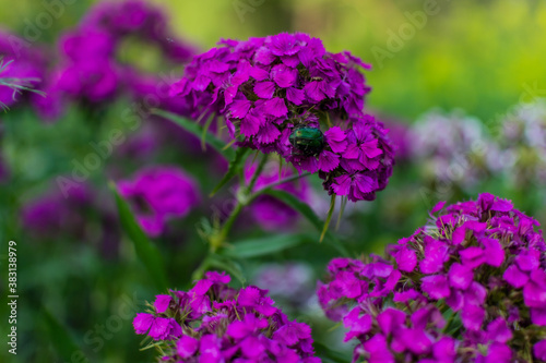 Bright pink purple carnation flowers with large green rose chafer  Cetonia aurata  beetle in flower bed in the garden