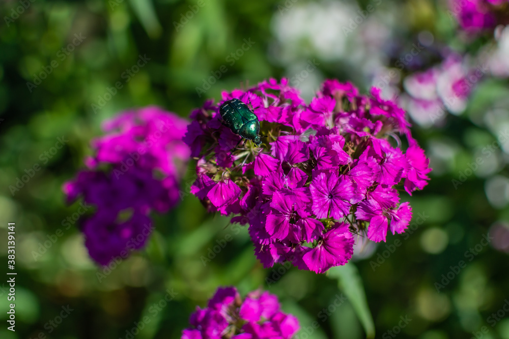 Bright pink purple carnation flowers with large green rose chafer, Cetonia aurata, beetle in flower bed in the garden in summer sunlight