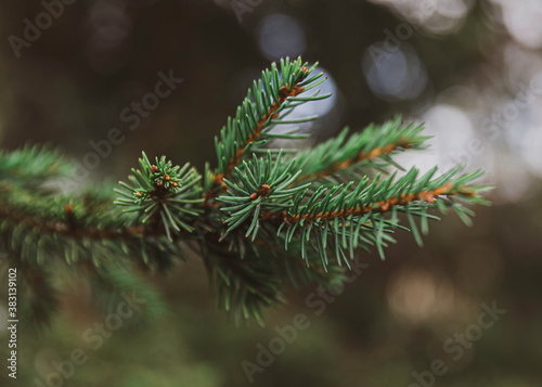 Closeup of a spruce tree branch