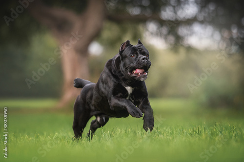 Bild auf Leinwand The beautiful and powerful male cane corso italiano running on green grass again