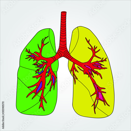 Human lungs, bronchi, and trachea. Multicolored icon of the pulmonary system, vector, real image. Structure of a healthy respiratory system