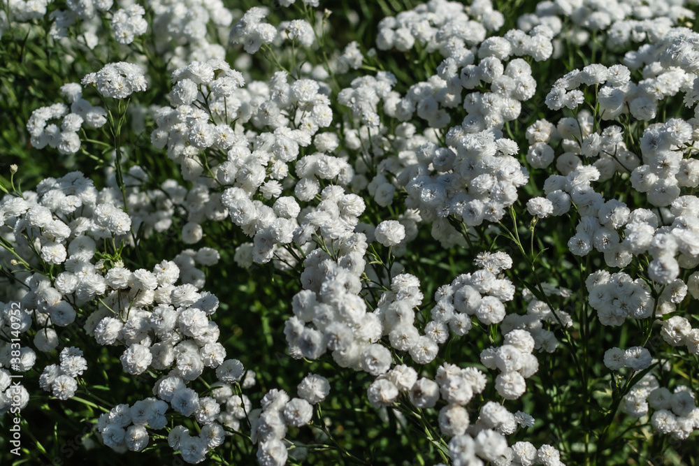 small white flowers of gypsophila with petals, with green leaves and stems in the garden, in field small white flowers of gypsophila with petals, with green leaves and stems in the garden, in field