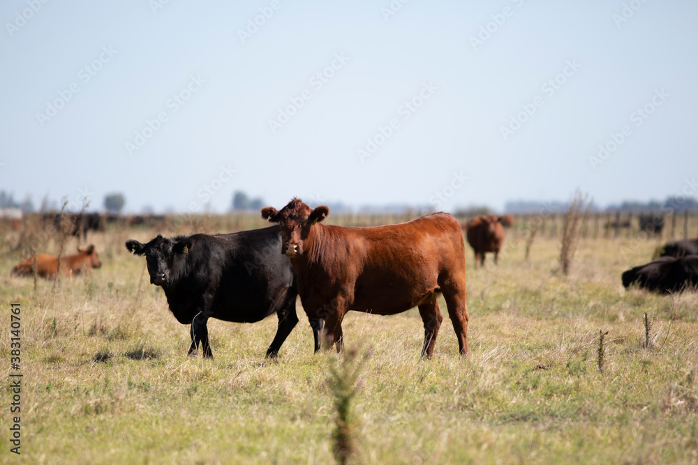 angus en el campo