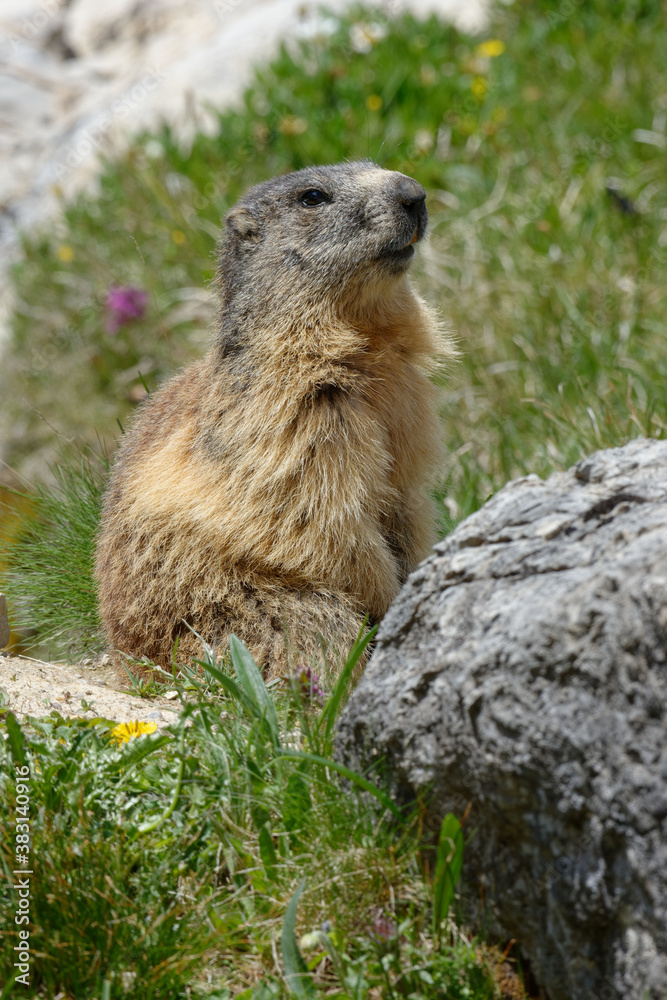 Alpine marmot (Marmota marmota) standing up Alpine marmot (Marmota marmota) standing up
