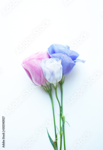 Beautiful pink, purple and white eustoma flower (lisianthus) in full bloom with green leaves. Bouquet of flowers on white background..
