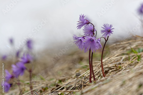 Fototapeta Naklejka Na Ścianę i Meble -  Alpine Snowbell (Soldanella alpina) 