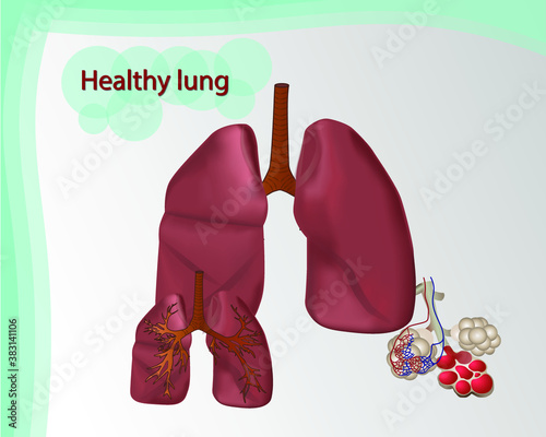 Healthy lungs with alveoli pattern for medical posters and books, Vector graphics. The symbol of light. Breath. Cancer of the lungs (asthma, tuberculosis, pneumonia). Respiratory system. World day to 