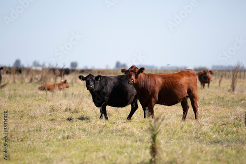 angus en el campo