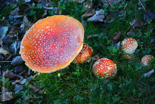 Giant Magic Mushroom  Amanita-Muscaria . A hallucinogenic variety that showed up suddenly on my property in western Washington State  USA. Measures about 10 inches across top.