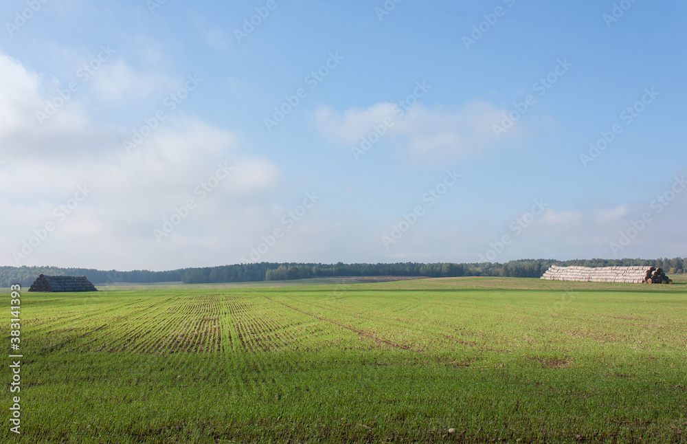  Autumn landscape. Bright green shoots, large haystacks, a blue sky in the haze and a distant forest on the horizon.