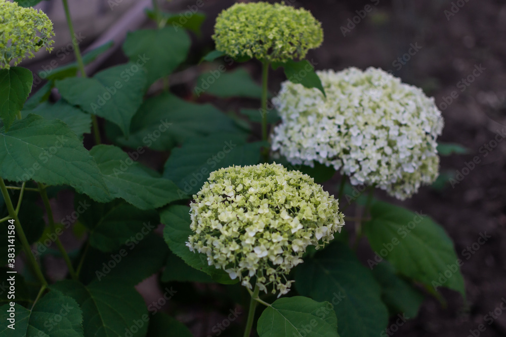 Large round arborescens lush white hydrangea flowers on green bush with big foliage. Perennial herb, summer garden Large round arborescens lush white hydrangea flowers on green bush with big foliage. Perennial herb, summer garden