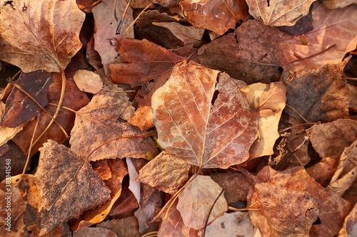 Fallen leaves on the ground in the woods