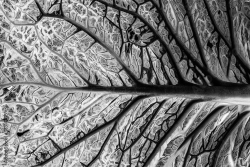 leaf in the detail in black and white