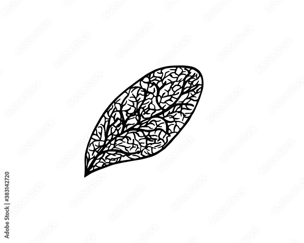 Drawing of a liver fluke parasite worm, simple vector illustration Drawing of a liver fluke parasite worm, simple vector illustration