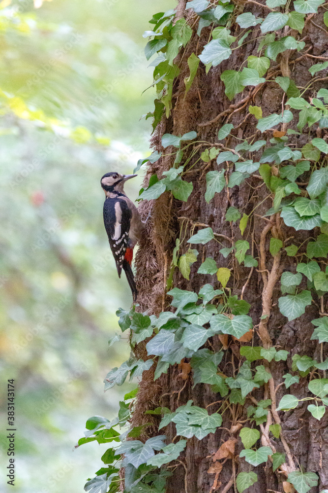 Woodpecker on a tree with green forest background