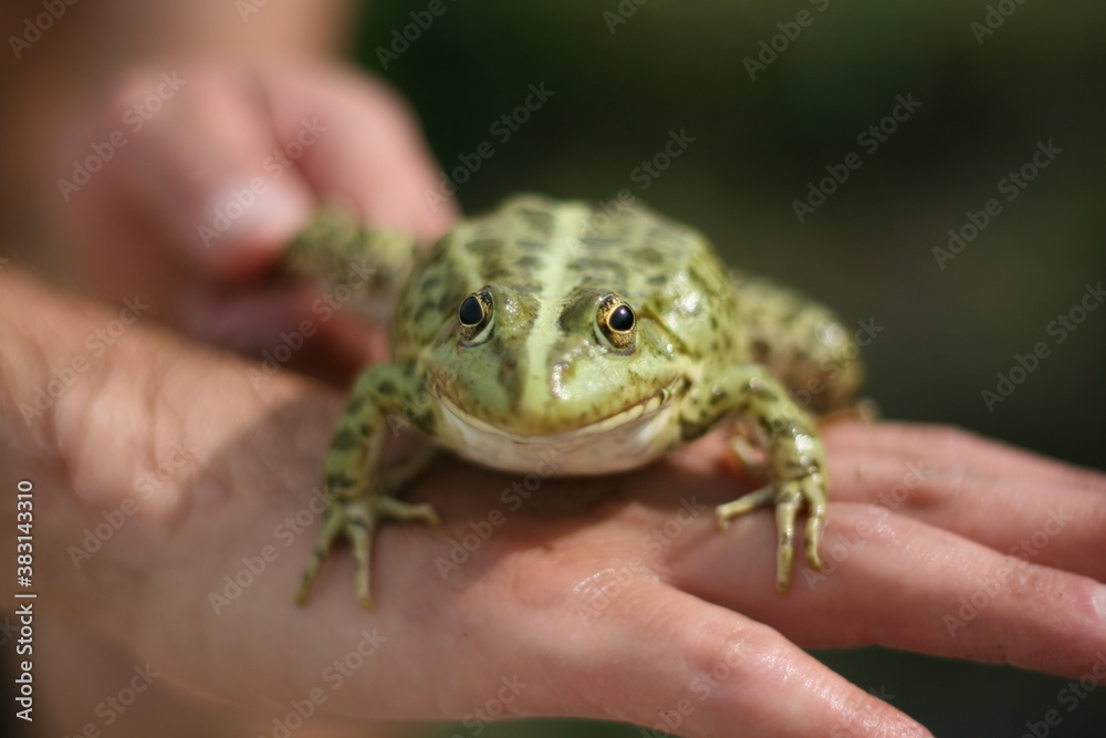 Obraz premium Green frog in hand. Close-up, blurred background