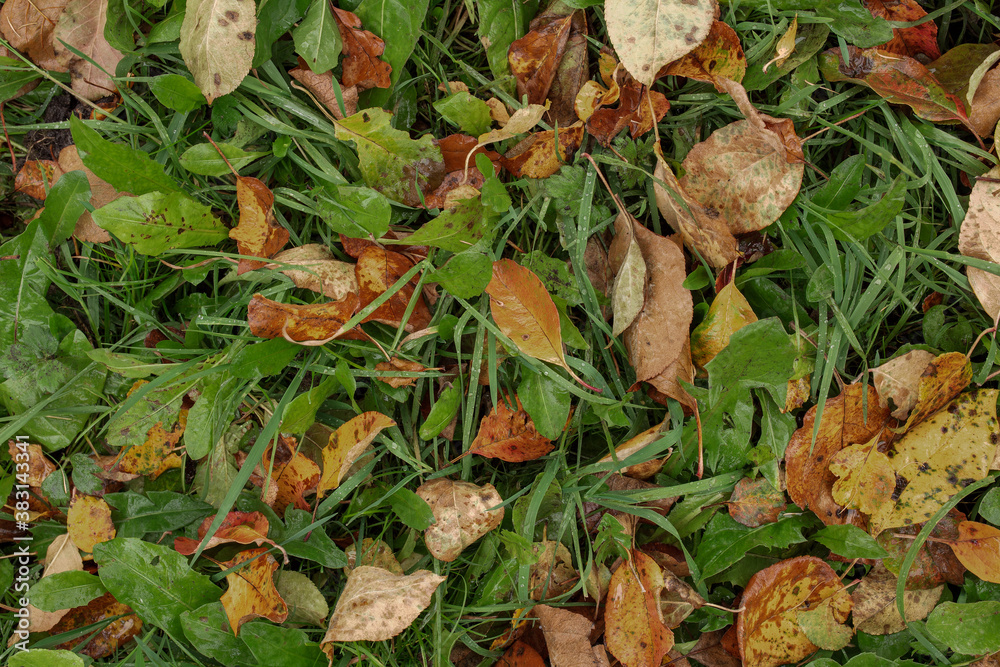 autumn, texture of grass and leaves autumn, texture of grass and leaves