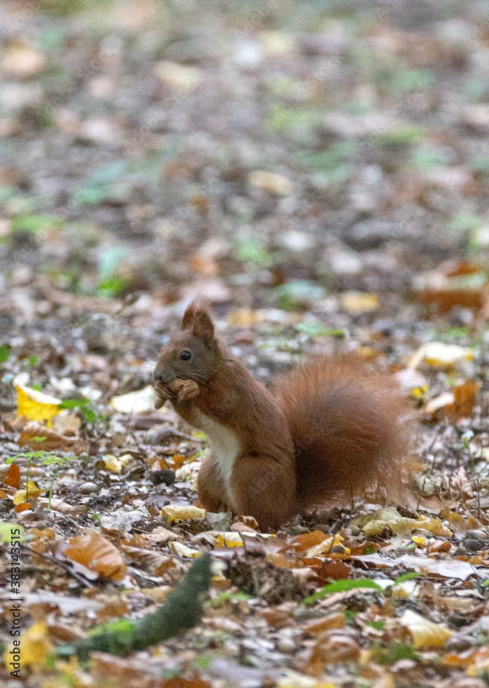 Red squirrel in the woods Red squirrel in the woods