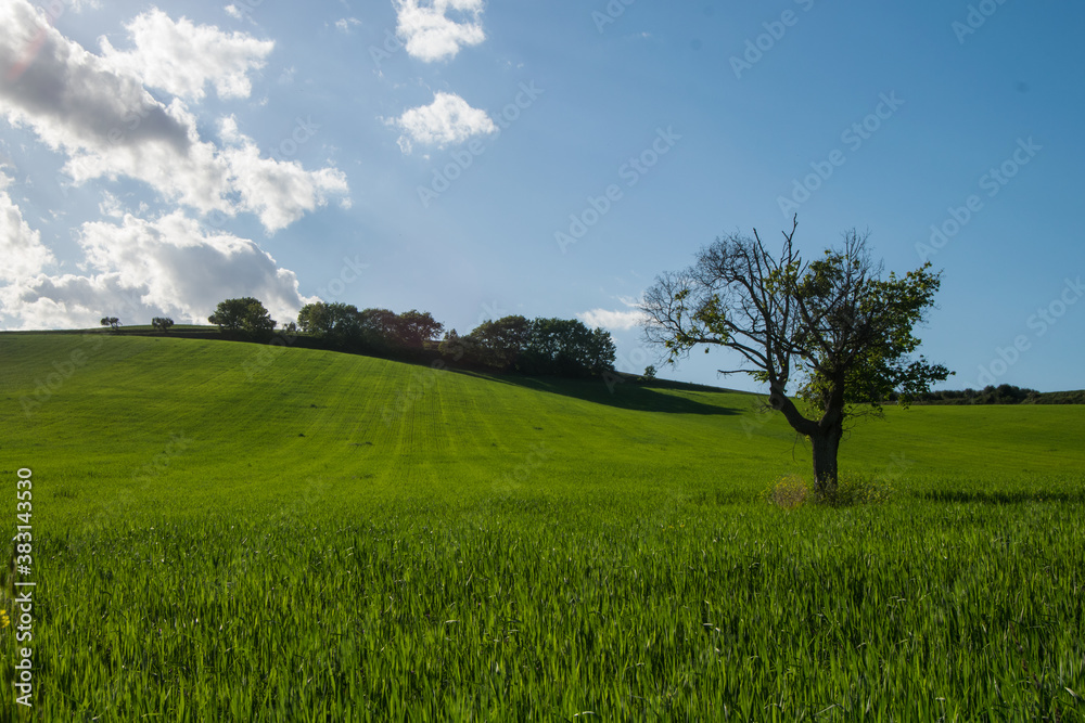 Obraz premium Landscapes of Marche , Italy: countryside.