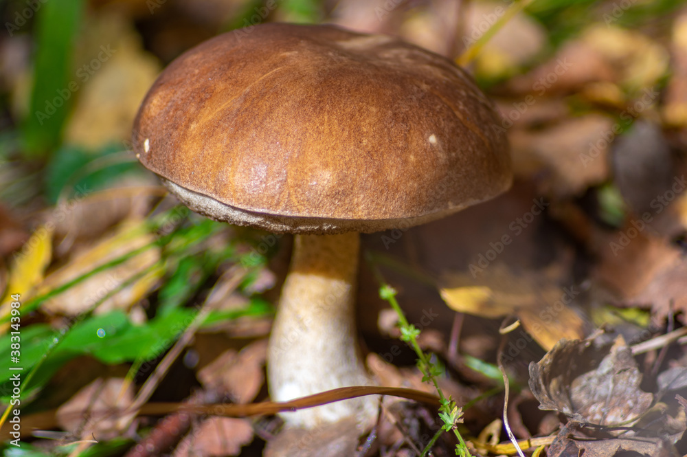 Leccinum aurantias close up in the autumn carpathian forest Leccinum aurantias close up in the autumn carpathian forest